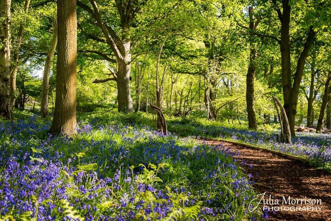 Bluebell Walks in Wokingham