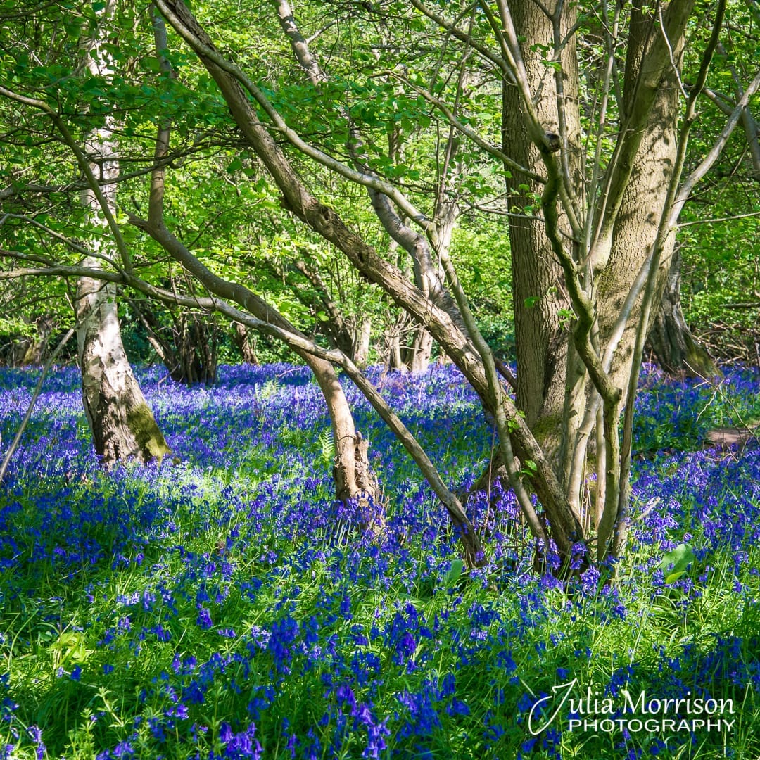 Bluebell Walks in Wokingham