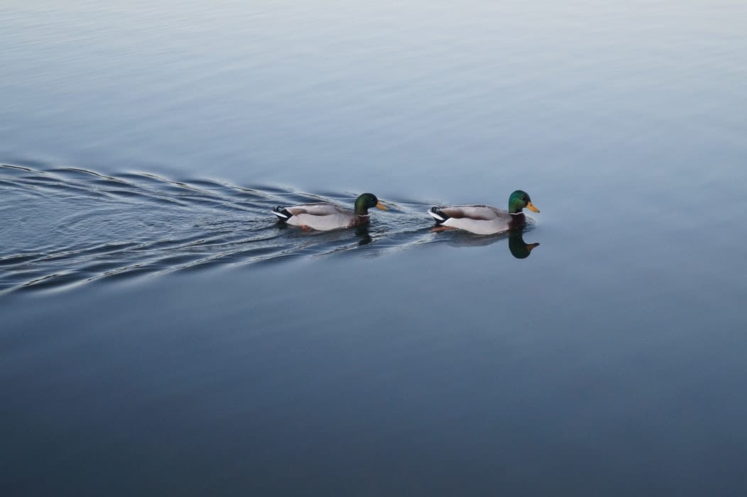 Places to feed the Ducks in Wokingham