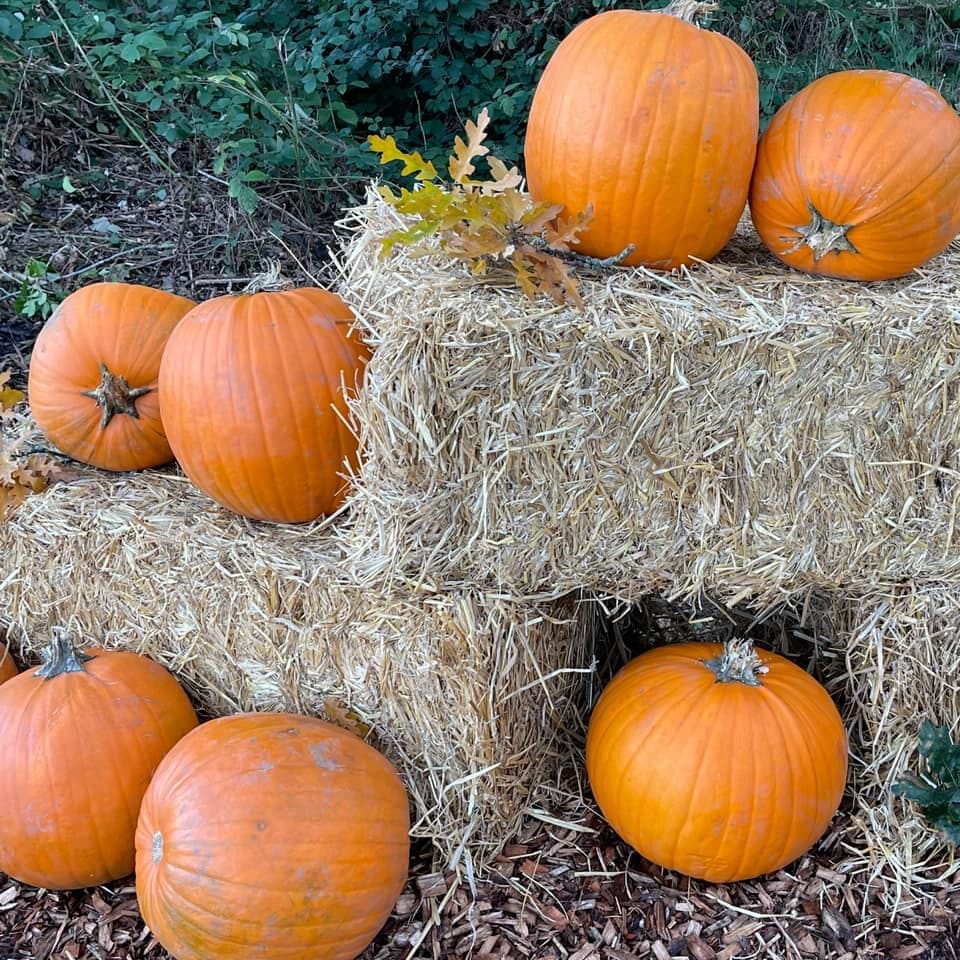 Pumpkin Picking and Halloween Events near Wokingham