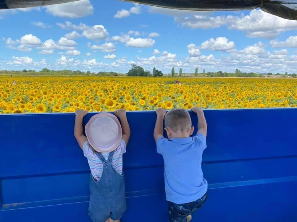 PYO Sunflower Farms near Berkshire