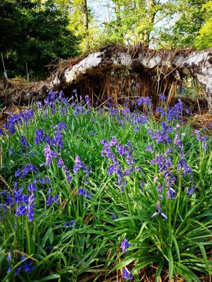 Bluebell Walks in Wokingham