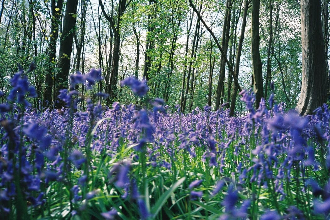 Bluebell Walks in Wokingham