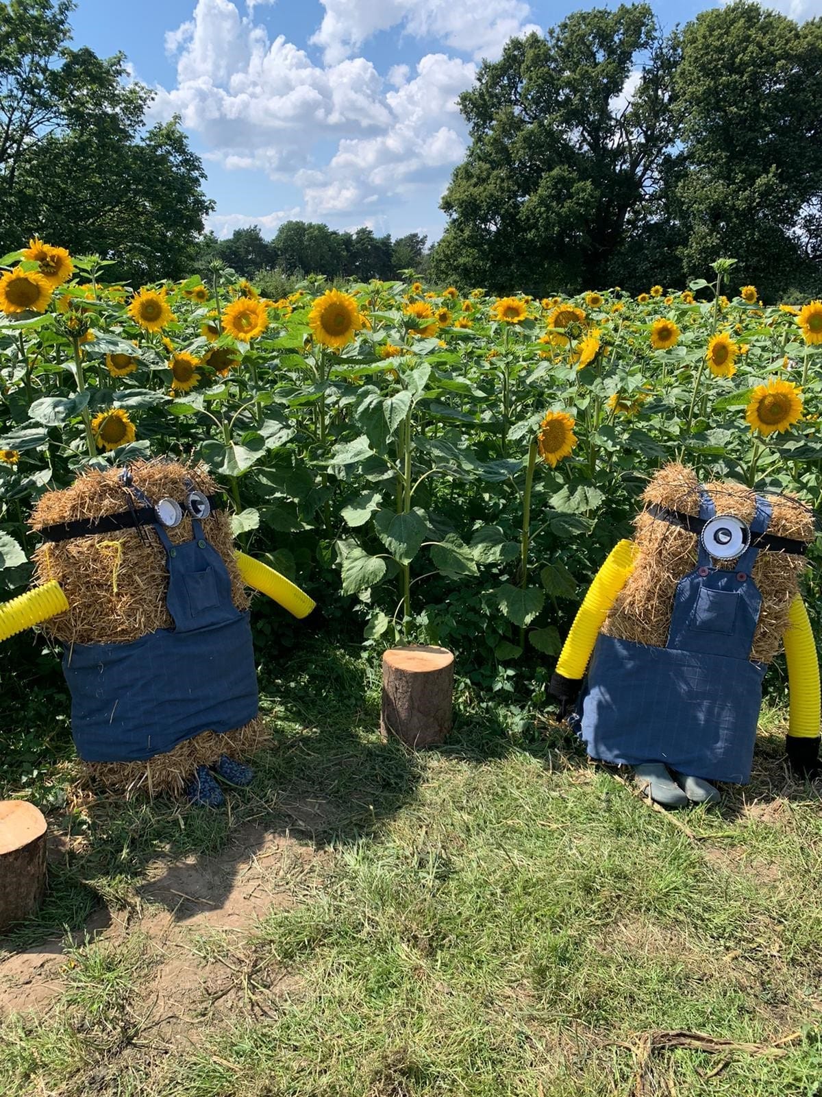 PYO Sunflower Farms near Berkshire