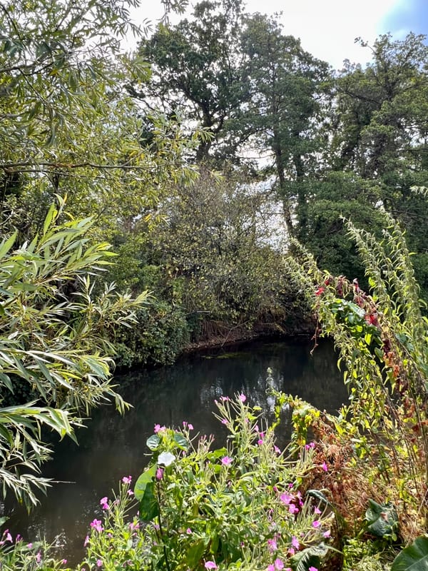 Wellesley Water Meadow
