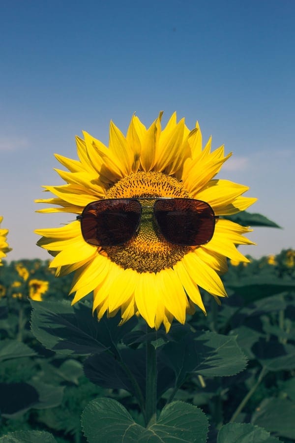 PYO Sunflower Farms near Berkshire