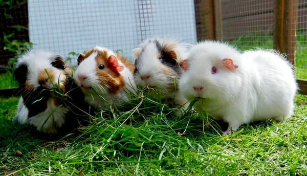 My Pet Pals