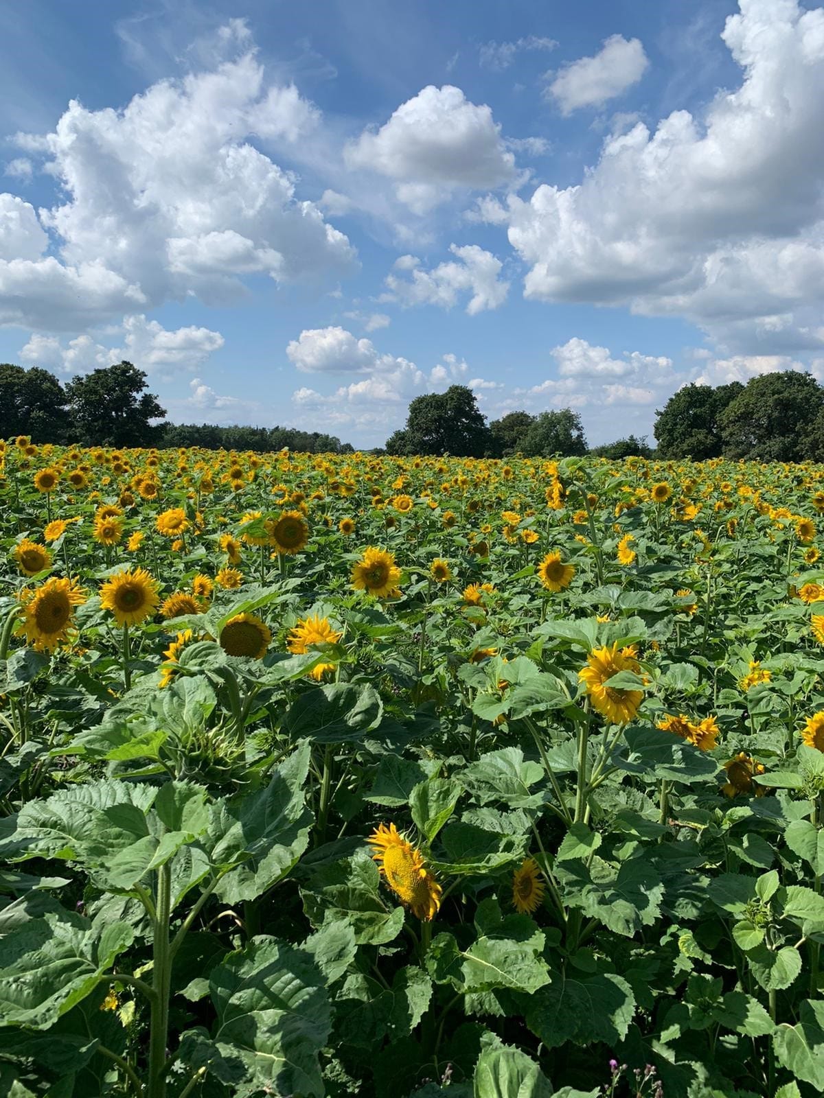 PYO Sunflower Farms near Berkshire