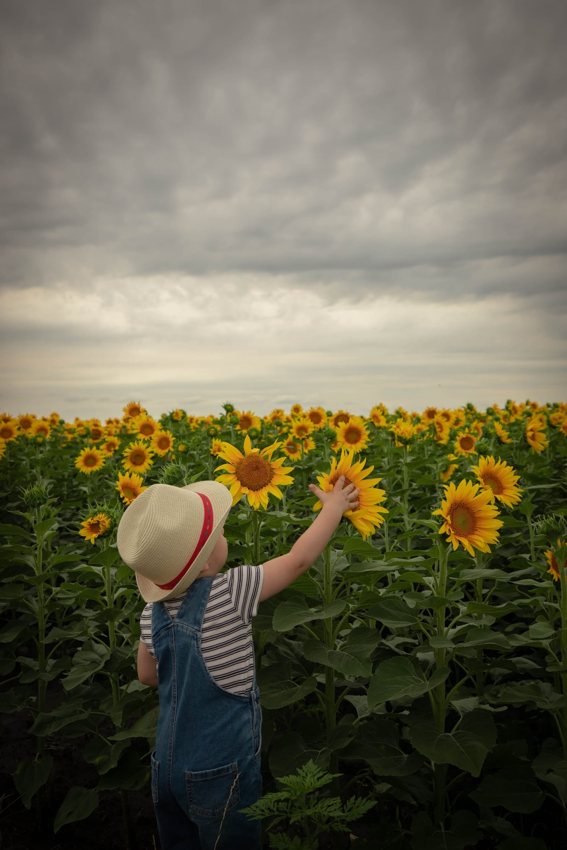 PYO Sunflower Farms near Berkshire