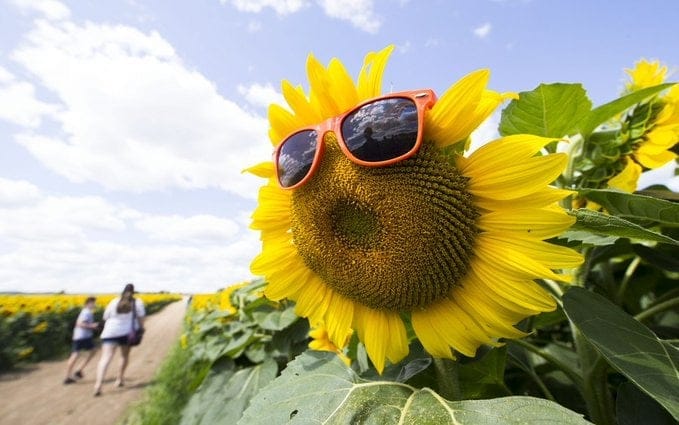 PYO Sunflower Farms near Berkshire