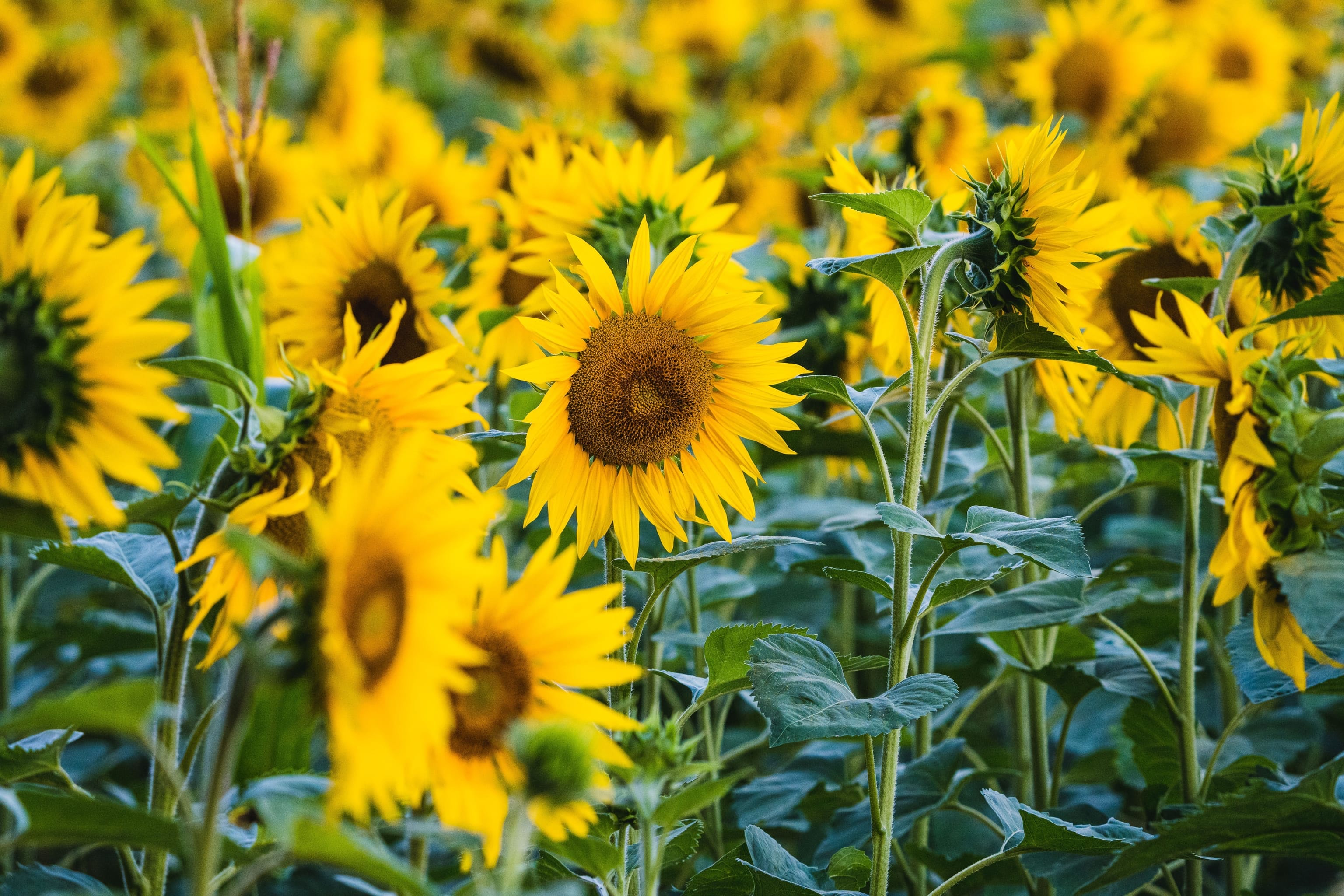 PYO Sunflower Farms near Berkshire