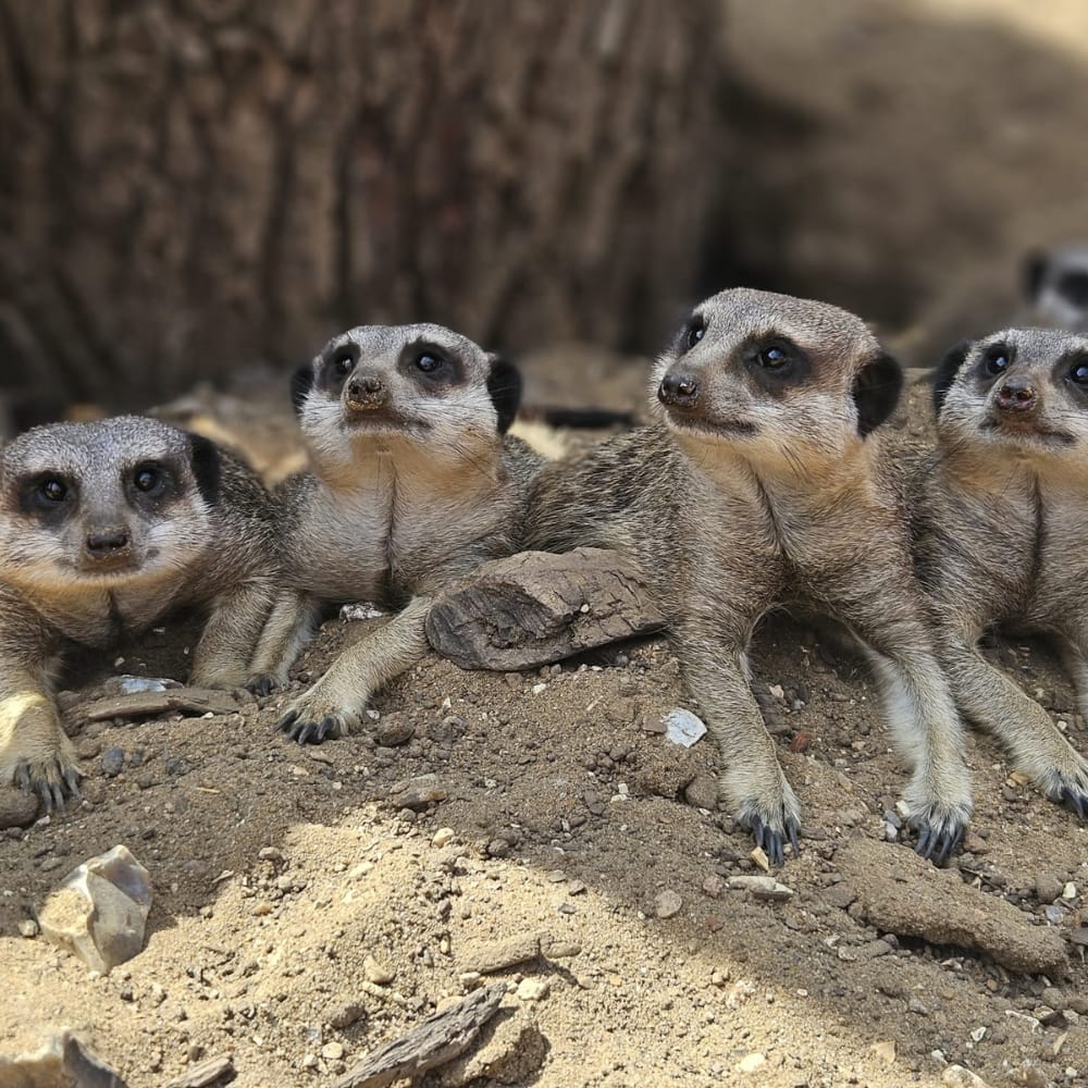 Beale Wildlife Park - image 2