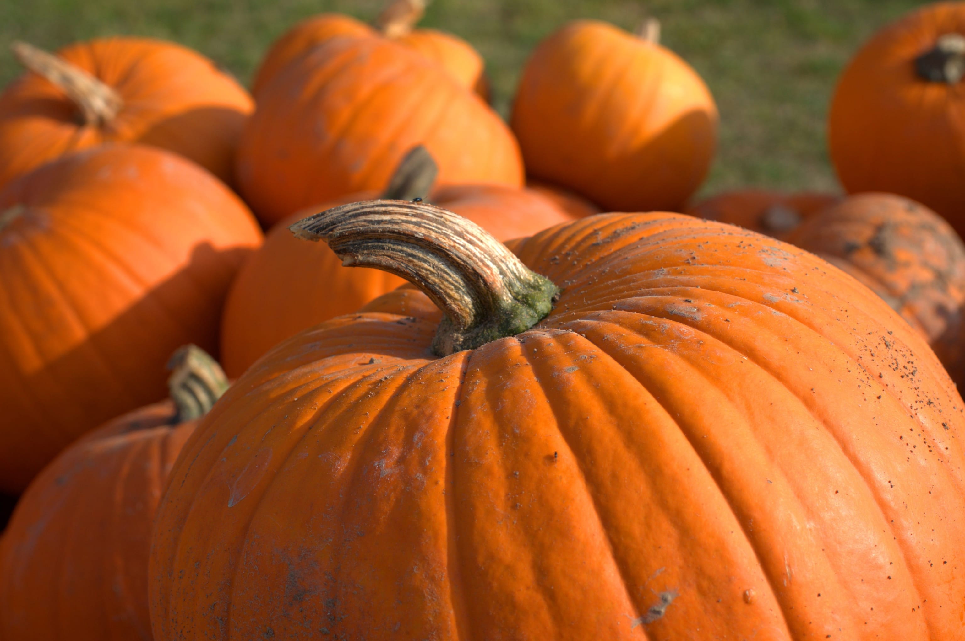 Pumpkin Picking and Halloween Events near Wokingham