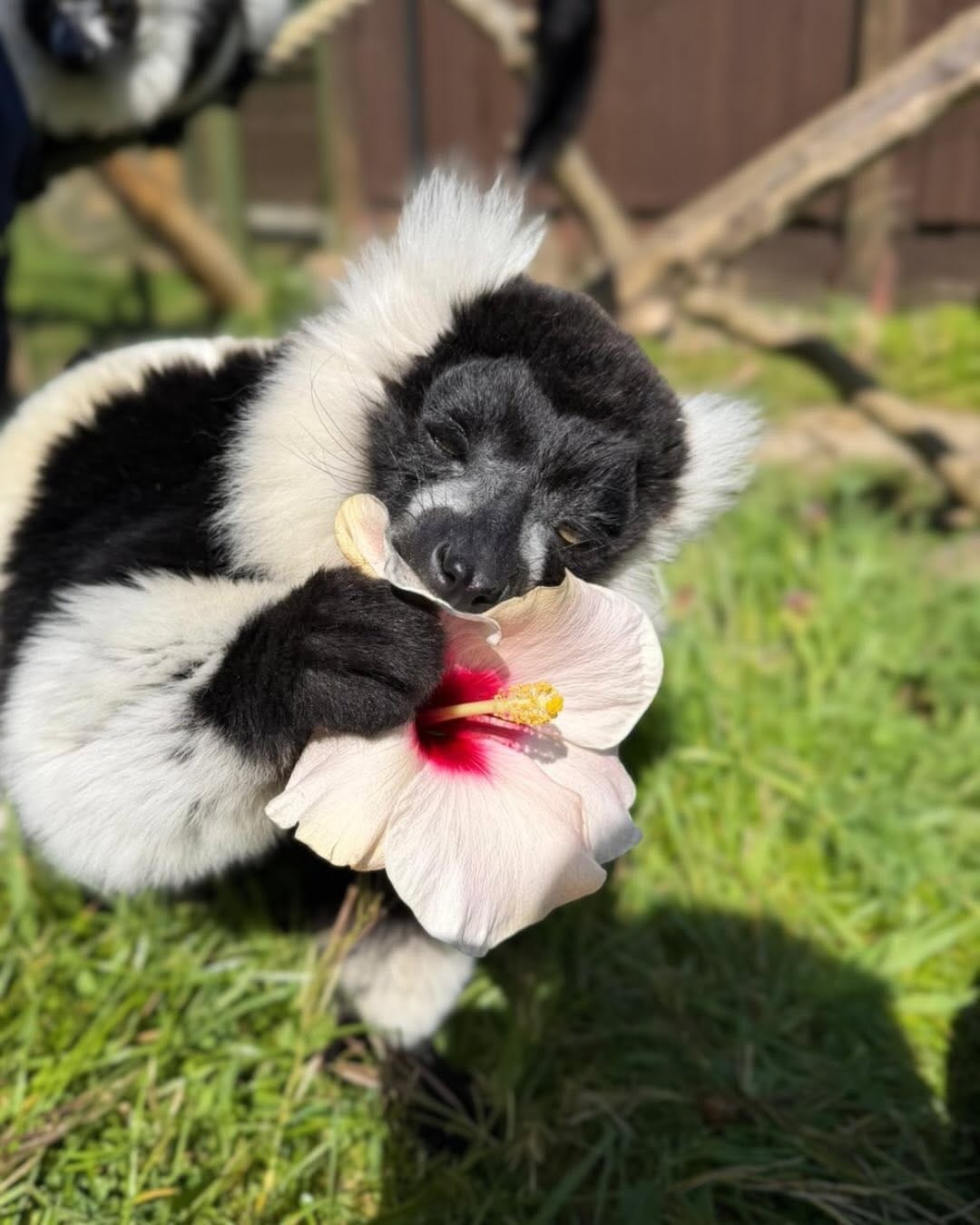Beale Wildlife Park - image 2