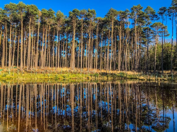 Bucklers Forest