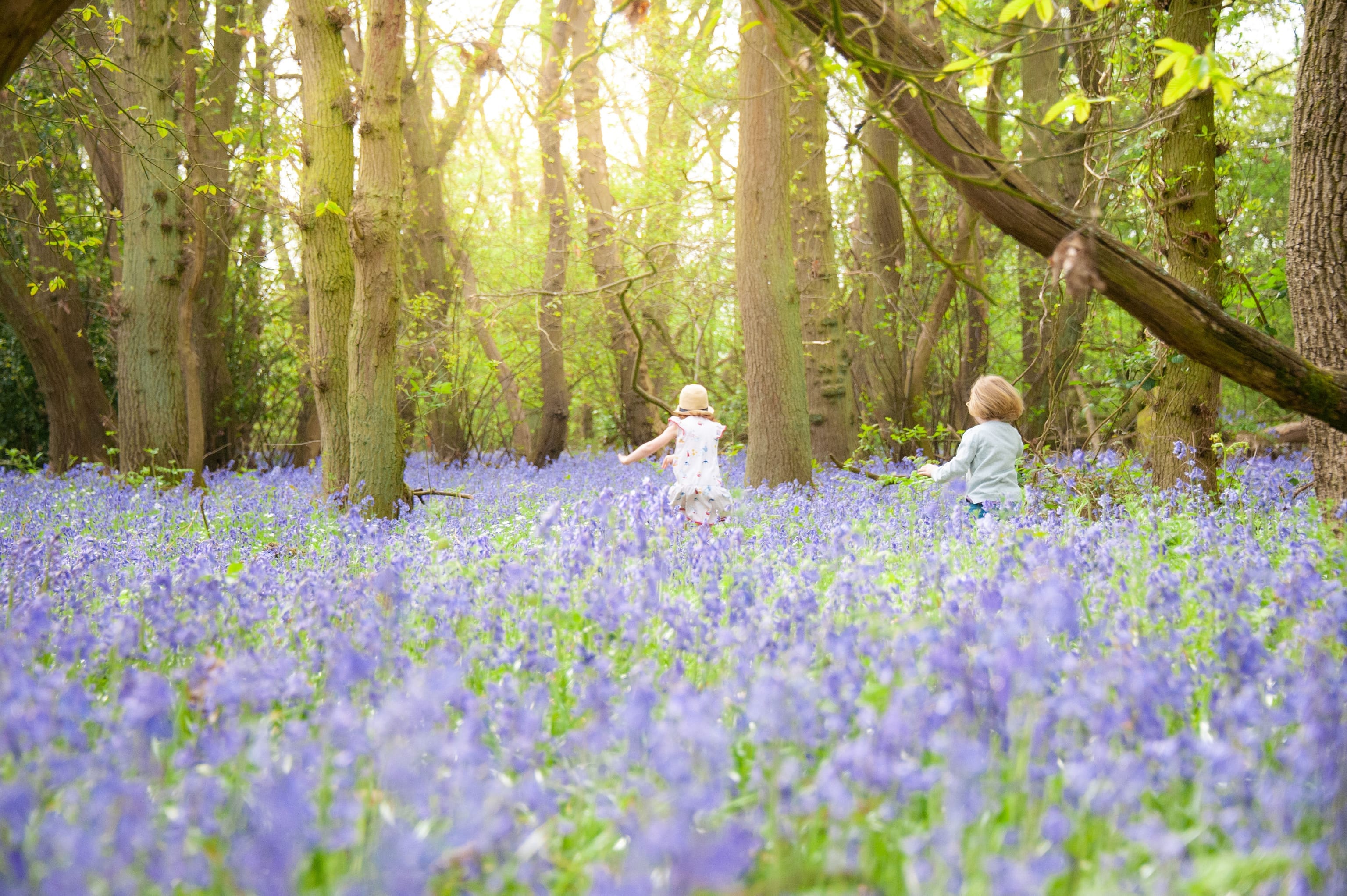 Bluebell Walks in Wokingham