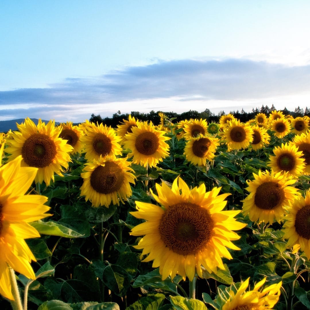 PYO Sunflower Farms near Berkshire