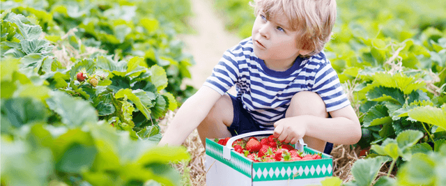 Pick Your Own Farms Near Wokingham