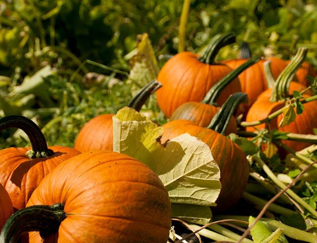 Pumpkin Picking and Halloween Events near Wokingham