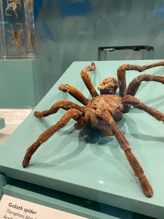 Cole Museum of Zoology